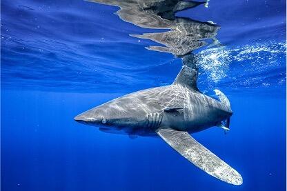 oceanic whitetip shark
