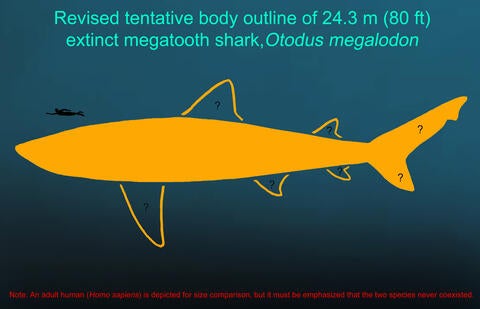 Revised megalodon body