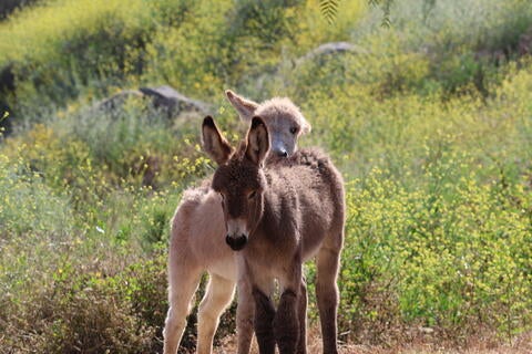 baby donkeys at Box Springs 