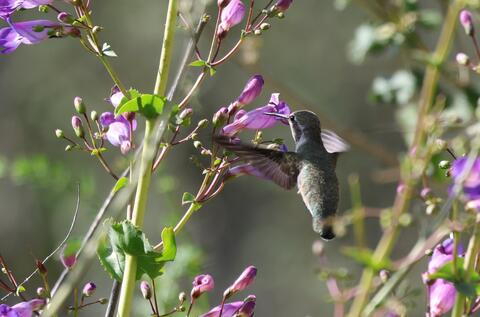 Costas hummingbird