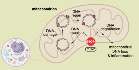 mitochondrial DNA