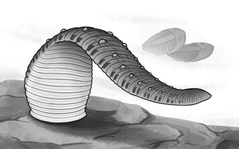 leech reconstruction