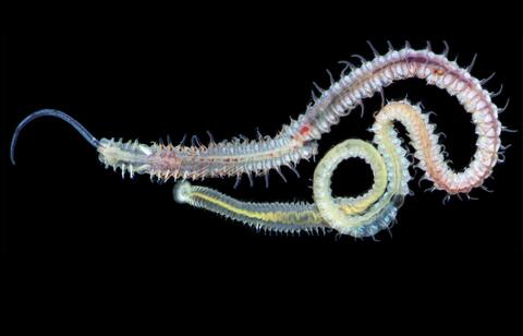 spionid worm