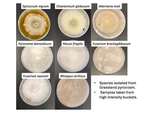 fungal cultures growing in the lab