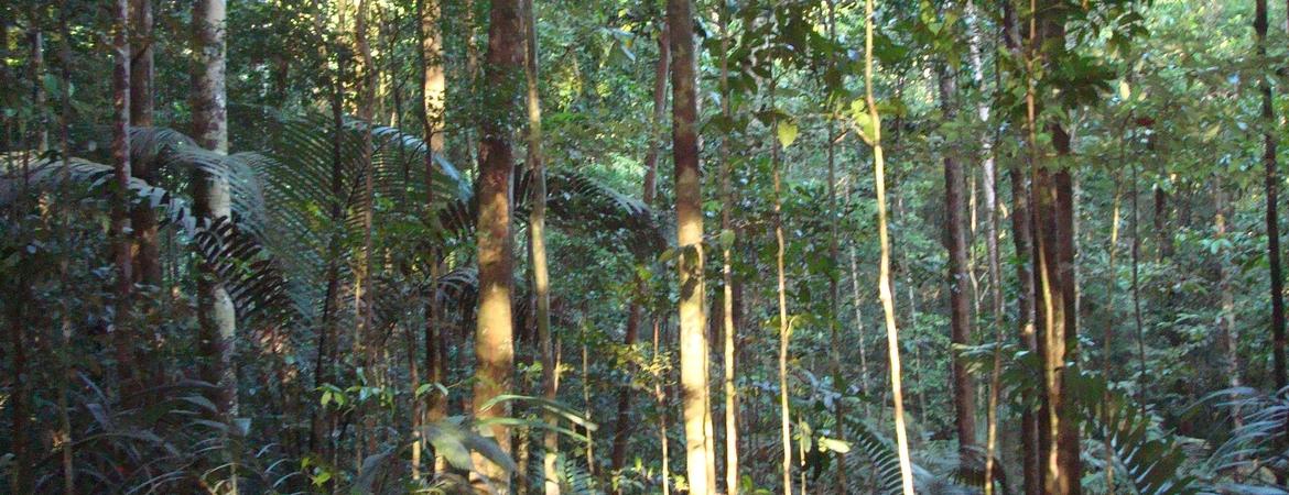 A UC Riverside-led team of researchers have found that Amazonian trees have developed an unusual way to protect themselves from damage caused by drought. Louis Santiago, UC Riverside