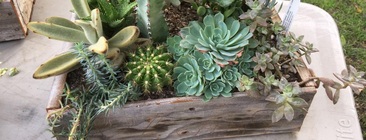 A picture of succulents for sale at the botanic gardens