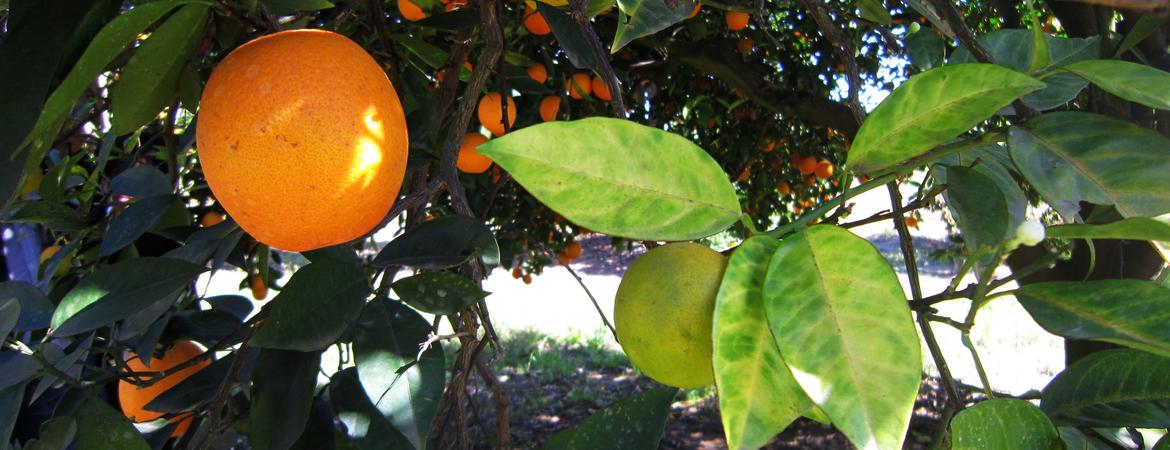 Orange Tree Infected
