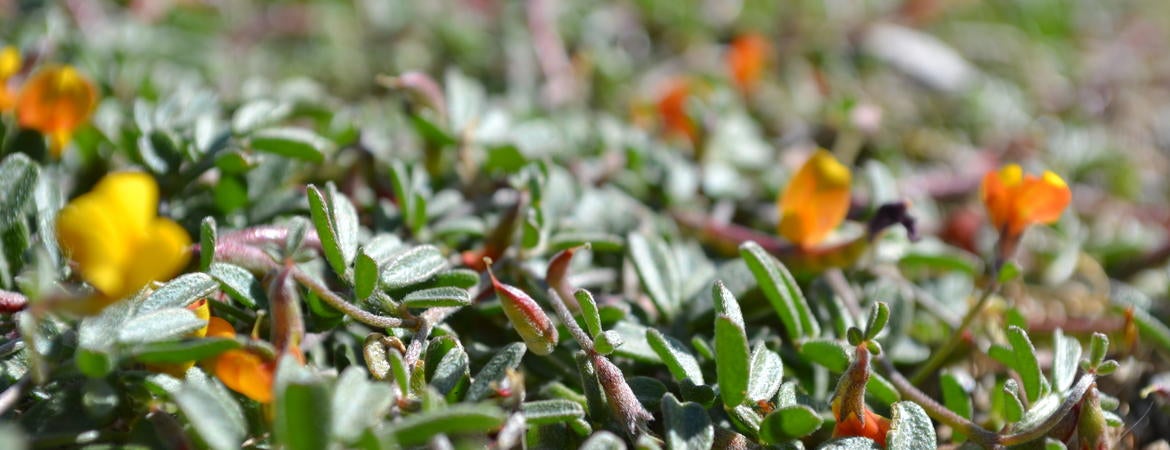 a photo of a pea plant that is native to California.