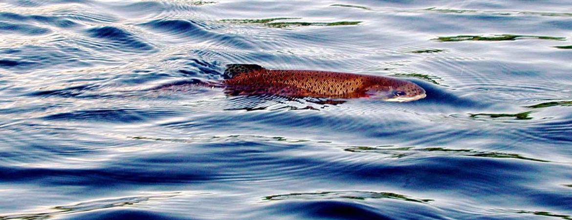 A rainbow trout in the water