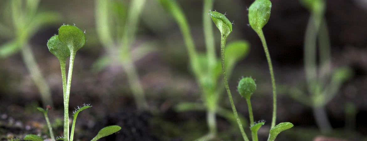 Arabidopsis