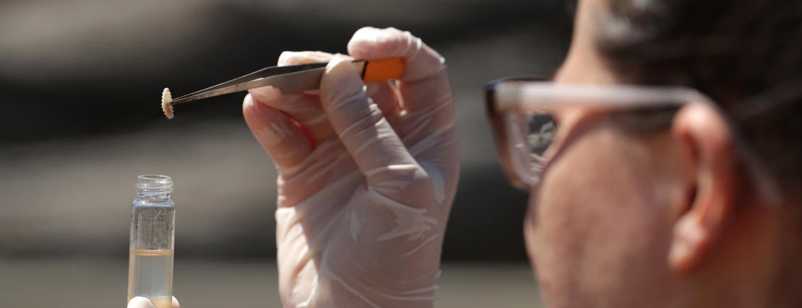 Student collecting maggot for examination. 