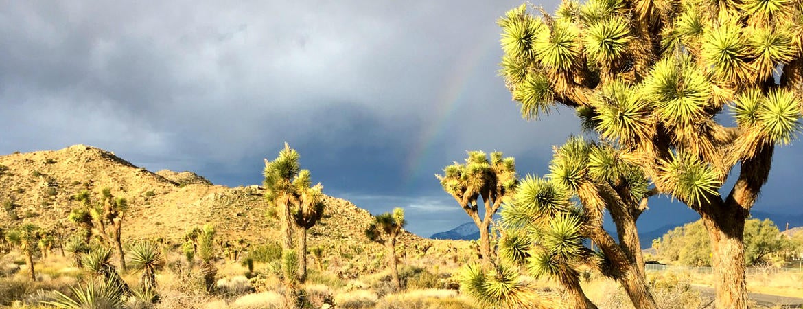 Joshua tree park and rainbow