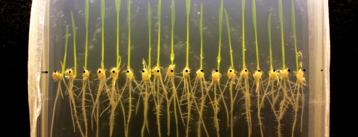 Plate of rice seedlings