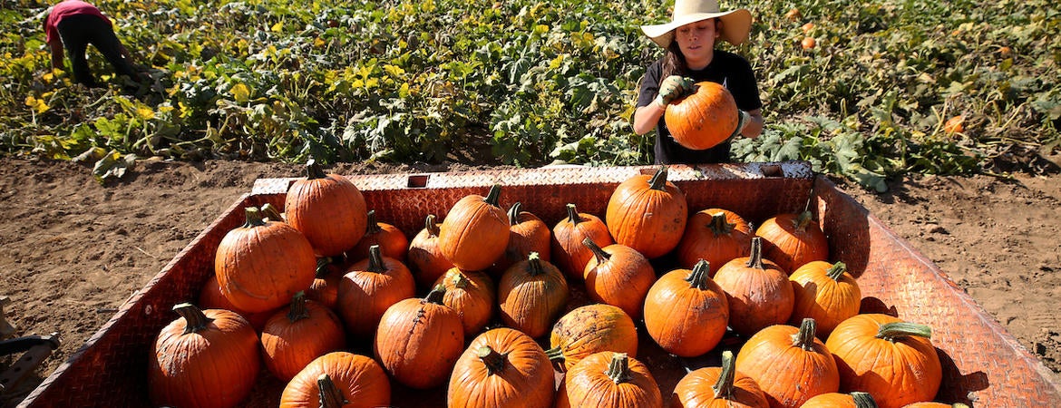 UCR community garden pumpkin patch