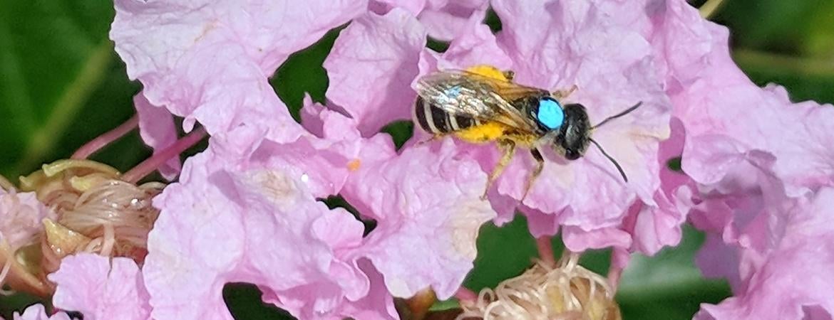 A Halictus ligatus sweat bee feeding on a flower, marked with a blue dot by researchers