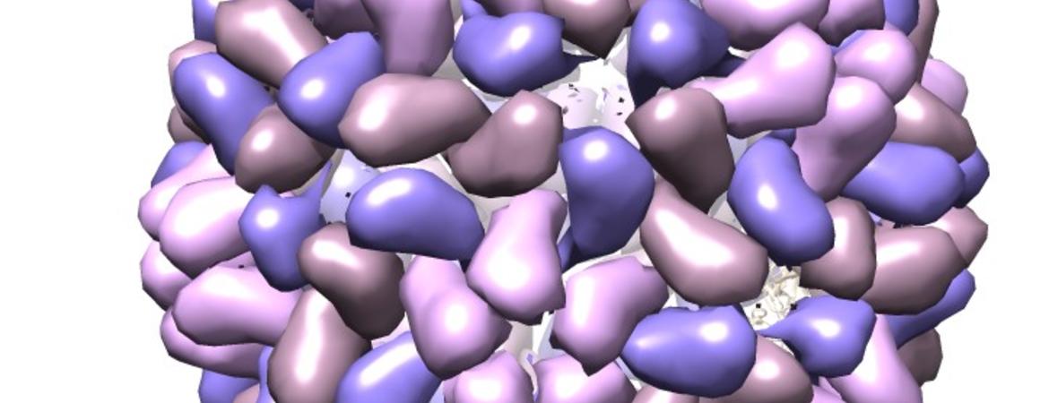 Brome Mosaic virus molecule
