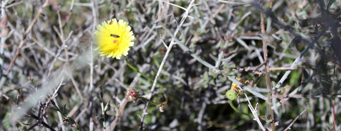 A native California bee on a desert dandelion