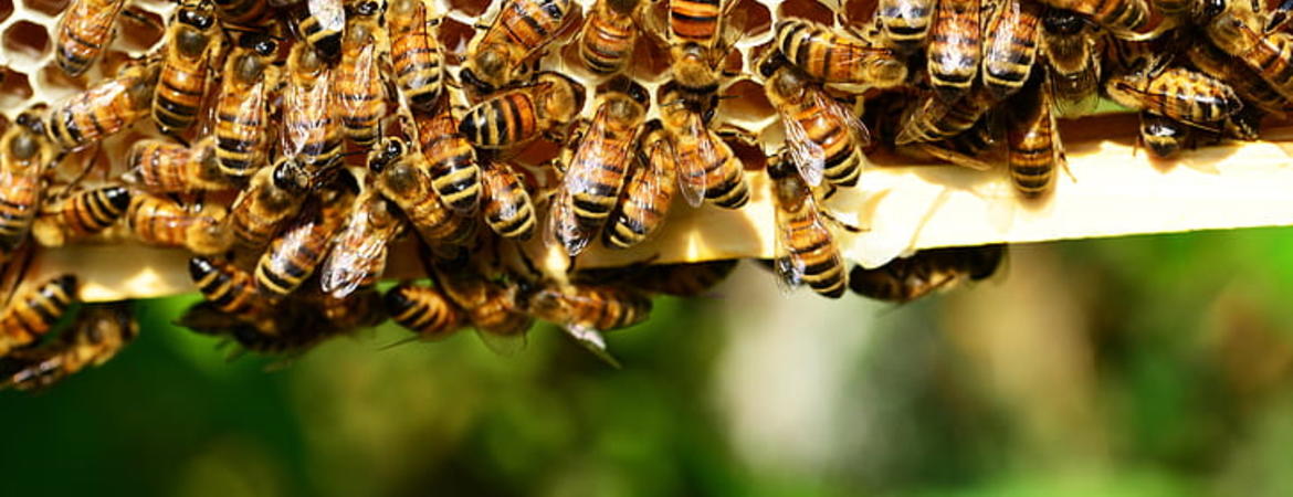 bees on a hive