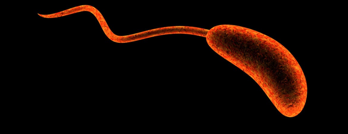 Vibrio cholerae bacterium