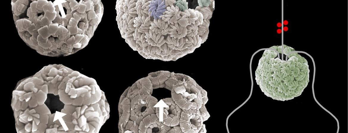 nanoplankton fossils