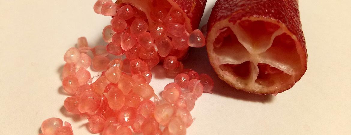 red Australian finger lime