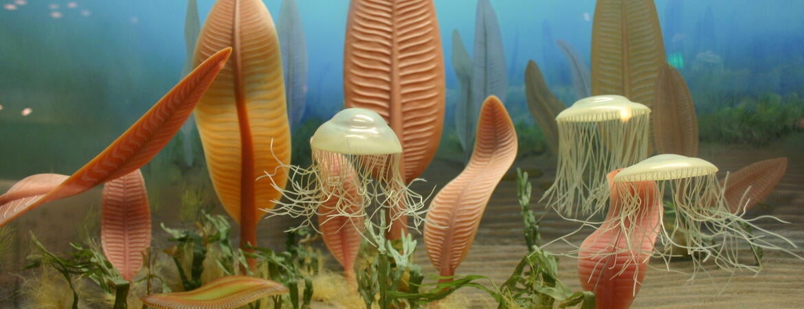 Life in the Ediacaran sea