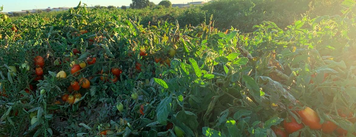 tomatoes growing in a field