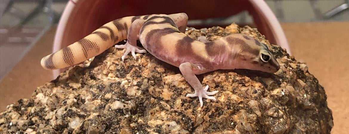 western banded gecko