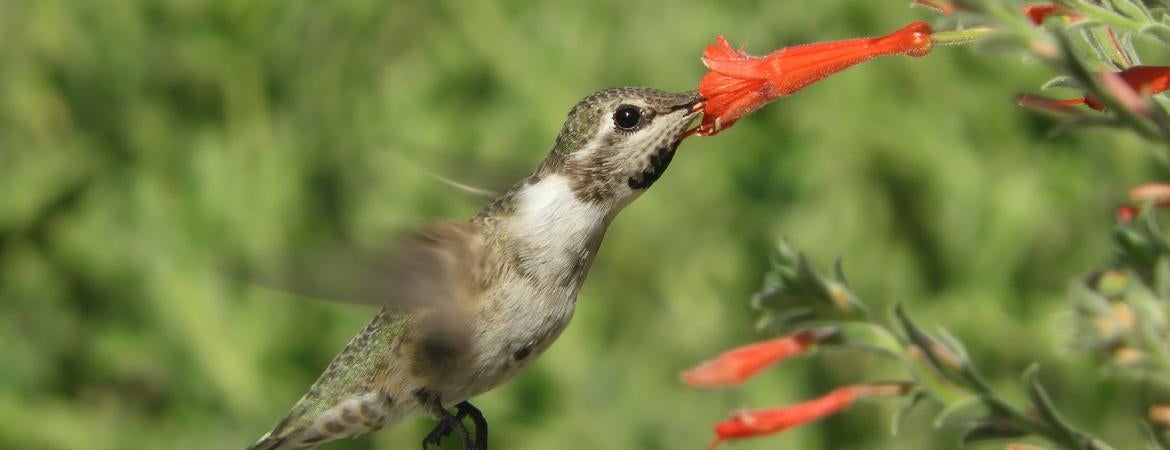 hummingbird at flower
