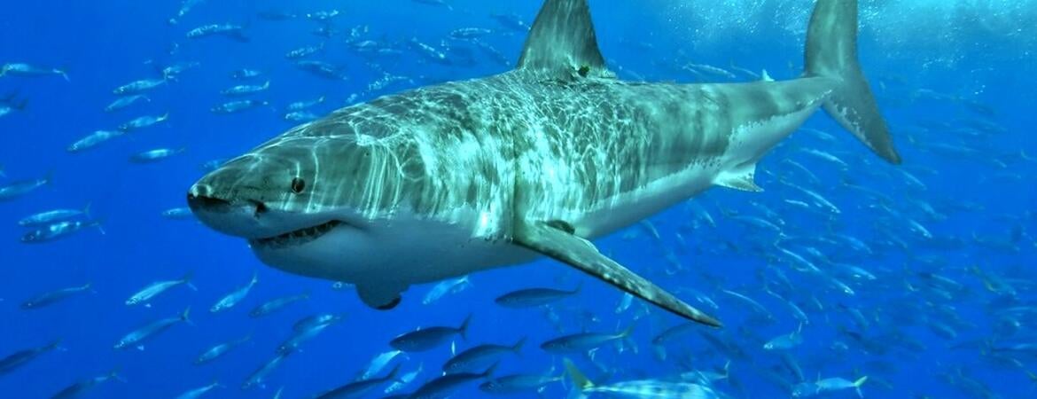 Great white shark