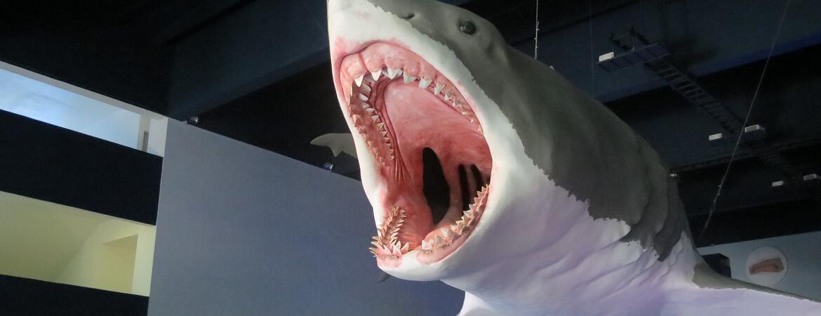 Megalodon on display