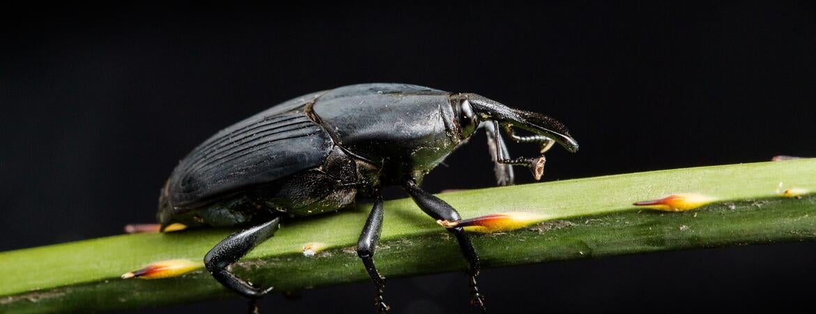 R. palmarum is a destructive palm pest in its native and invaded ranges. 