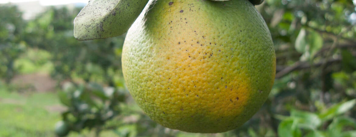 citrus greening