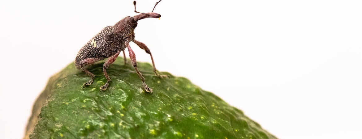 Avocado weevil