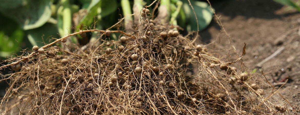 Root nodules