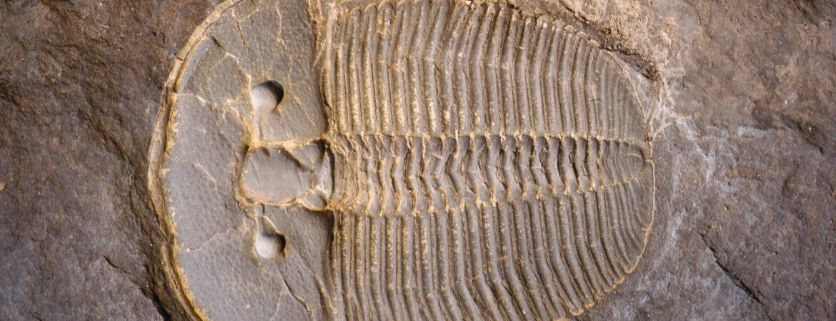 trilobite fossil