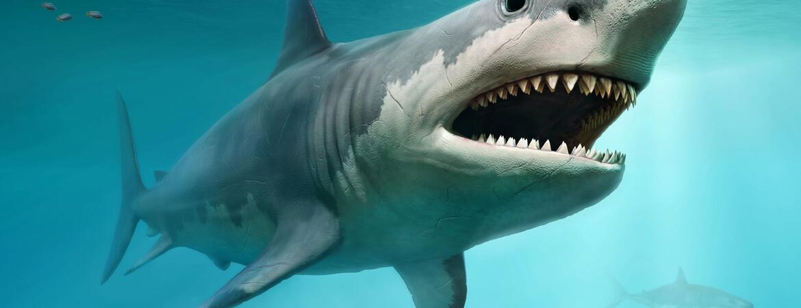 Megalodon illustration