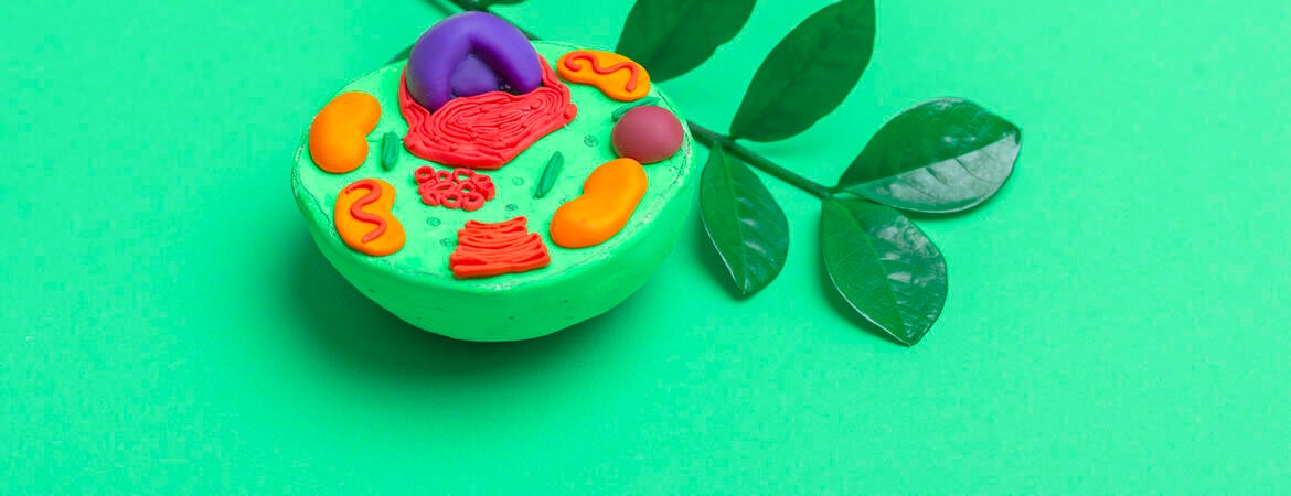 plant and cell cross section