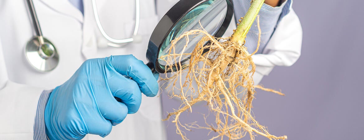 scientist examining plant roots