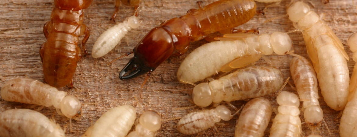 termites