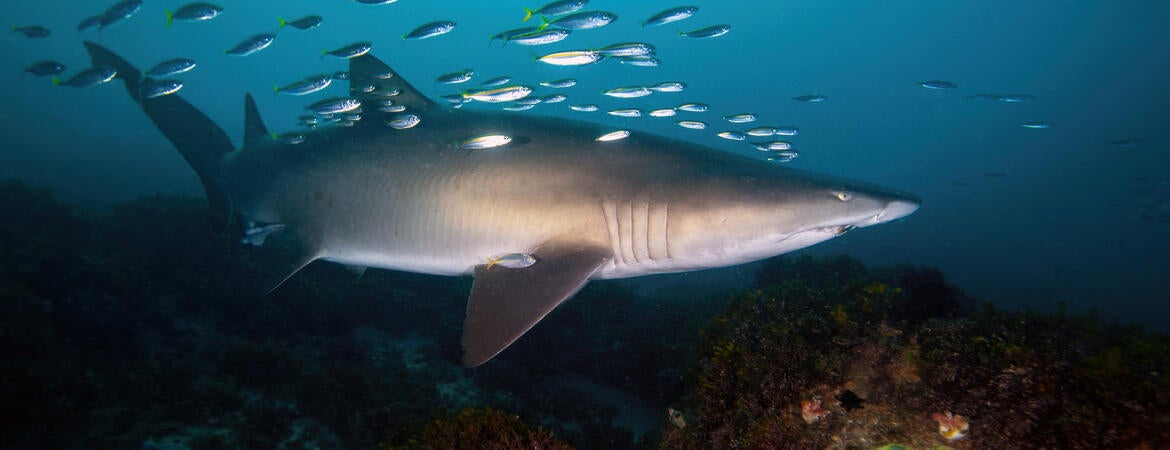 nurse shark