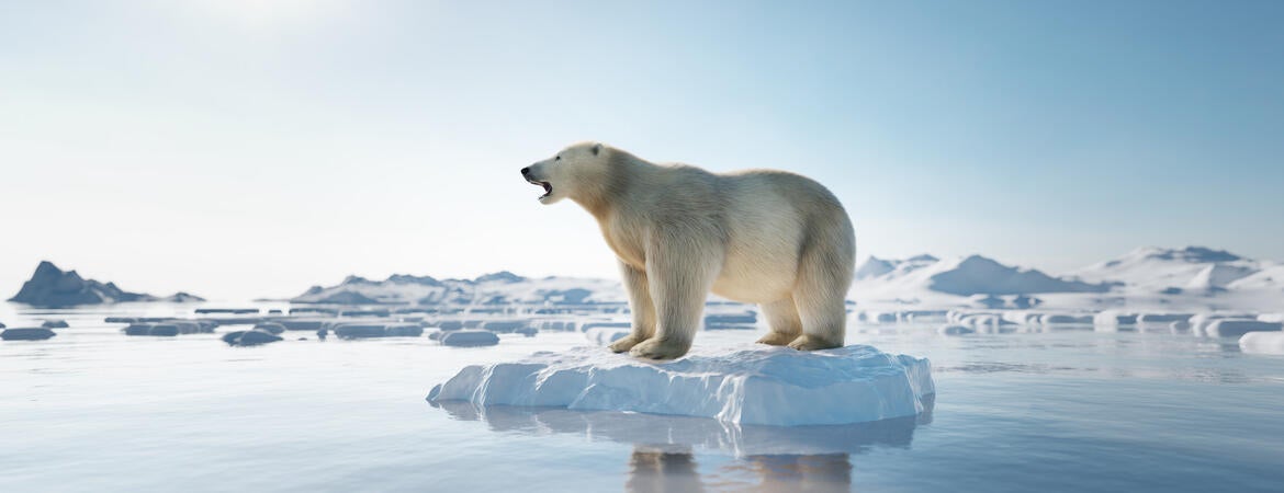 polar bear on ice
