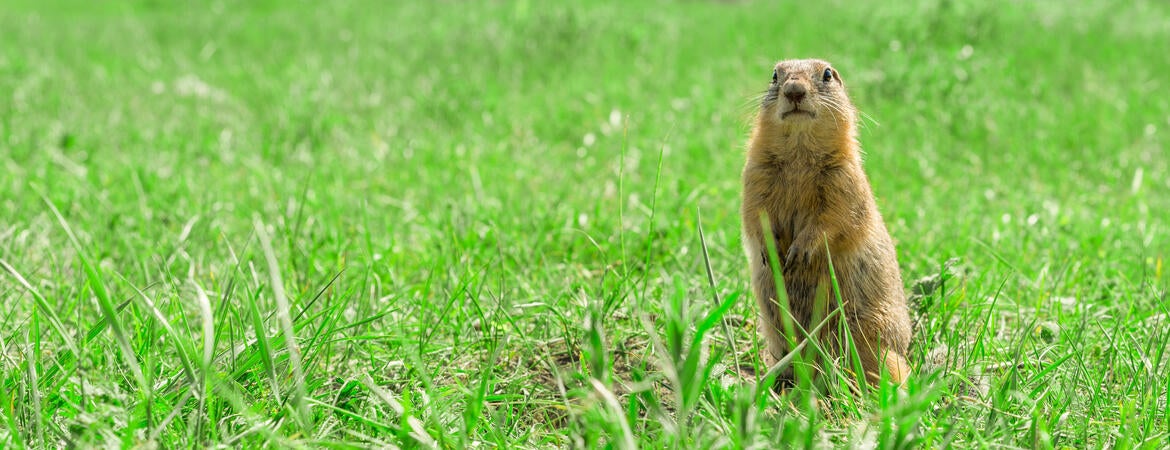 gopher in a field
