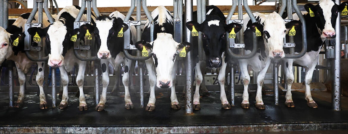 Dairy cattle at Cornell