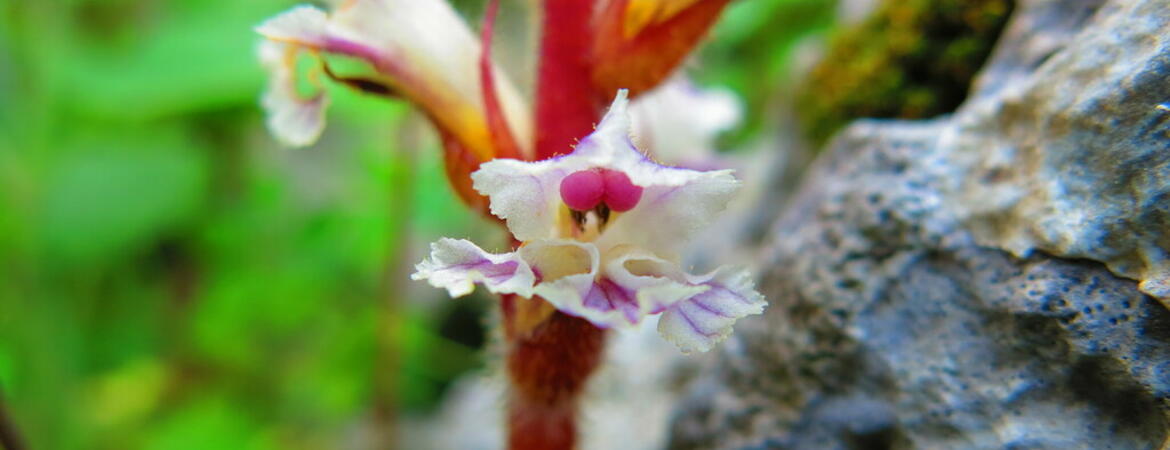broomrape parasitic plant