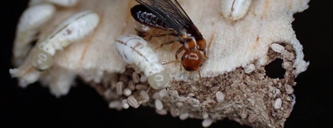 drywood termite colony