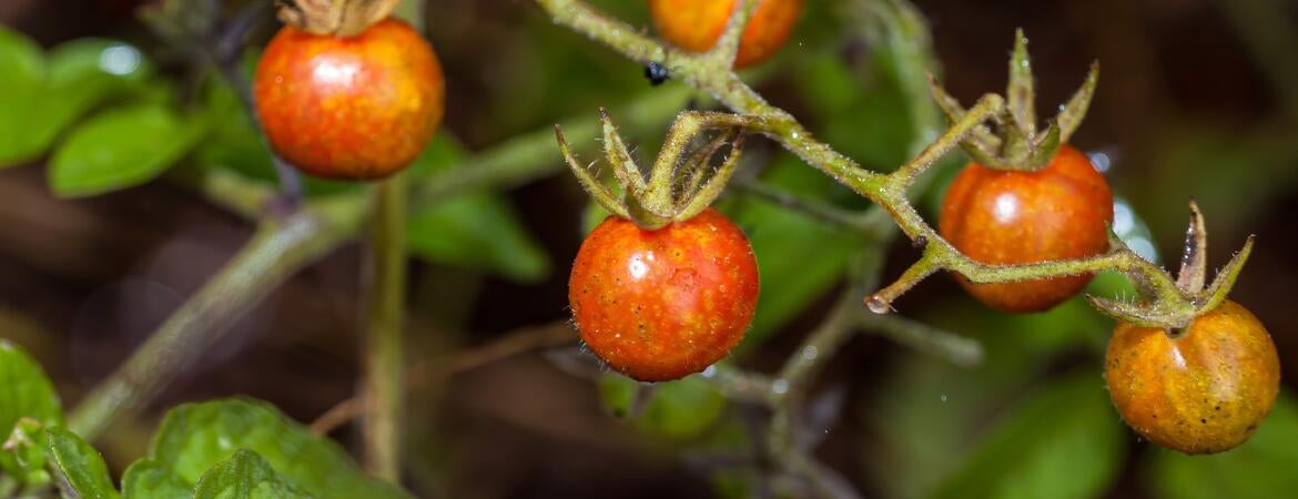 Galapagos tomatoes