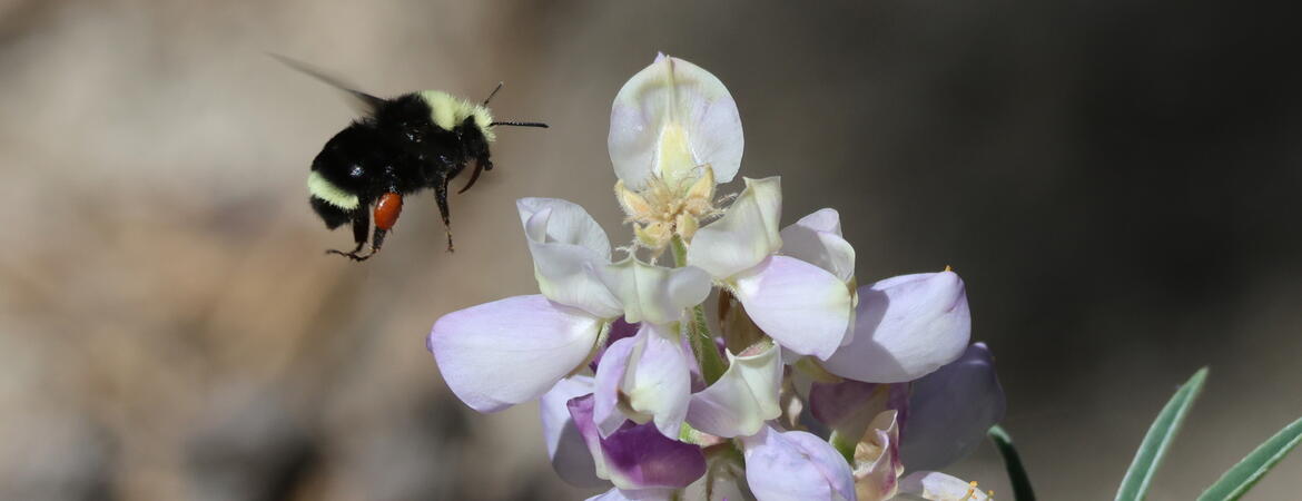 bumble in flight