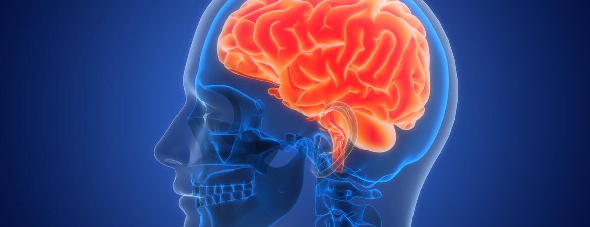 Illustration of the brain region