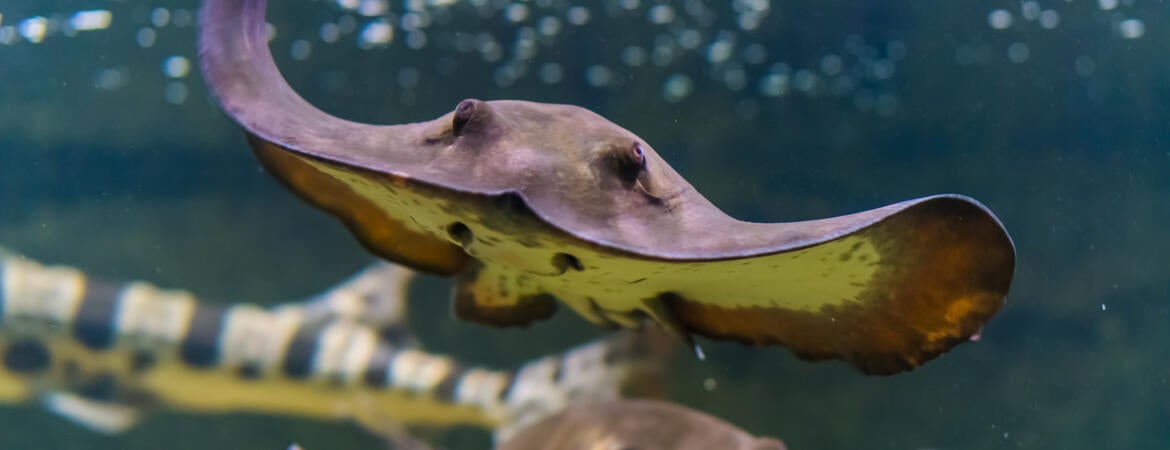 Swimming stingray